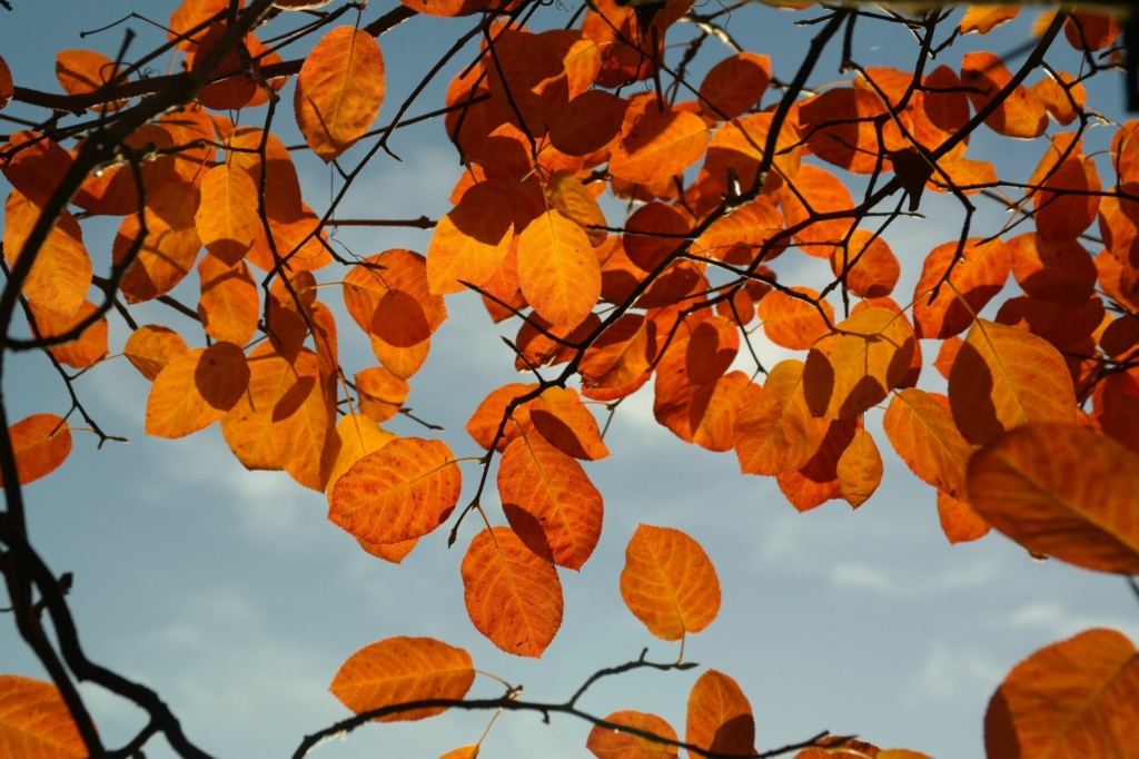 podzimní focení - jak na fotografování přírody